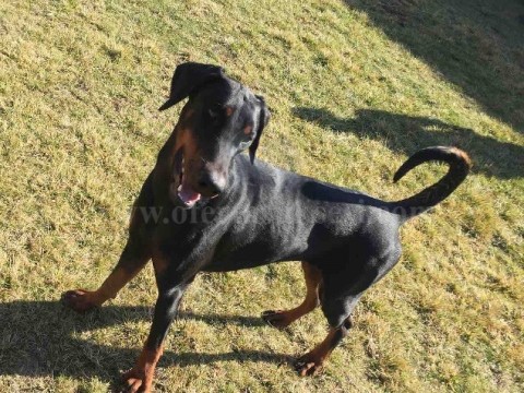 Shes qenin/doberman 